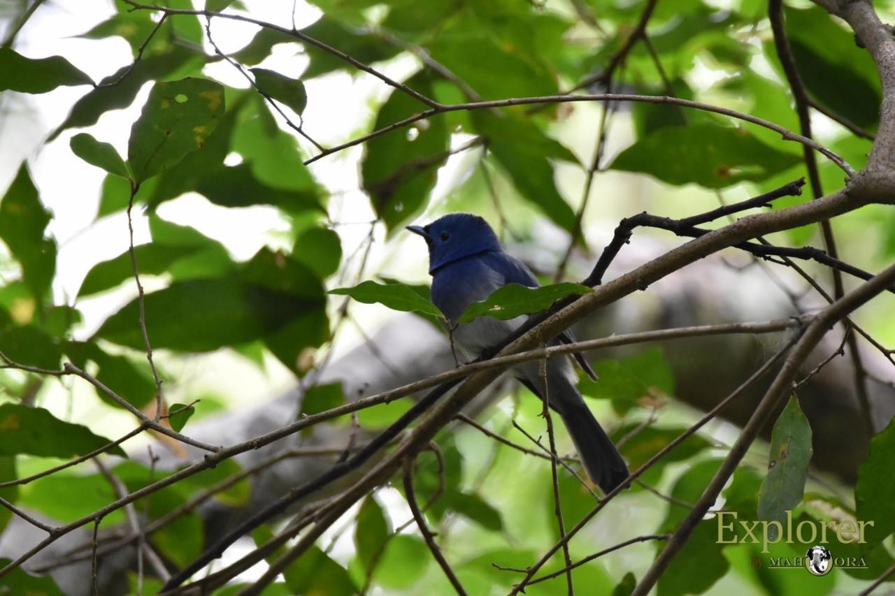 Explorer By Eco Team - Wasgamuwa National Park Esterno foto