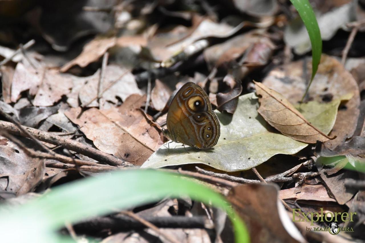 Explorer By Eco Team - Wasgamuwa National Park Esterno foto