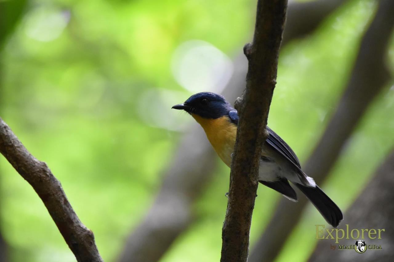 Explorer By Eco Team - Wasgamuwa National Park Esterno foto