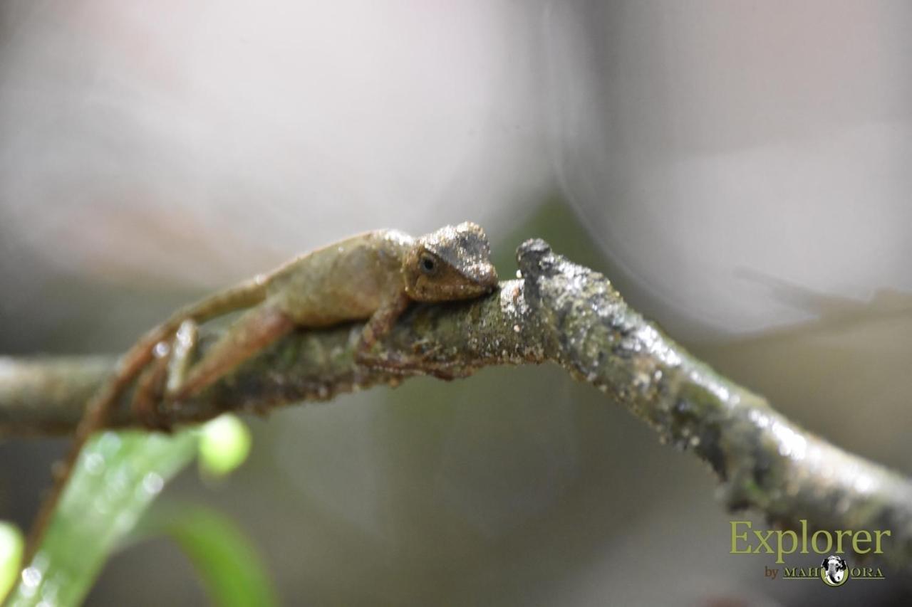 Explorer By Eco Team - Wasgamuwa National Park Esterno foto