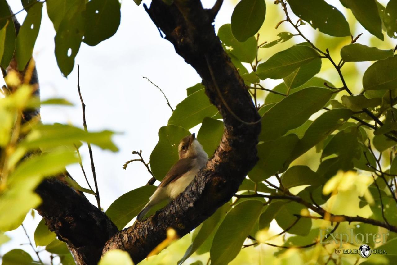 Explorer By Eco Team - Wasgamuwa National Park Esterno foto
