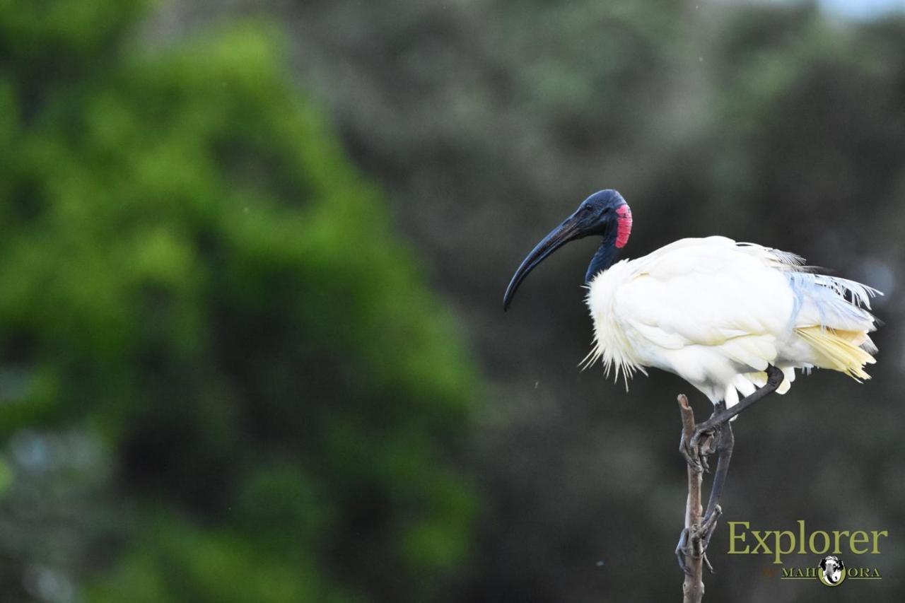 Explorer By Eco Team - Wasgamuwa National Park Esterno foto