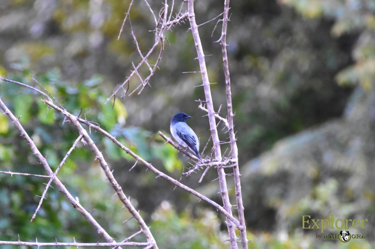 Explorer By Eco Team - Wasgamuwa National Park Esterno foto
