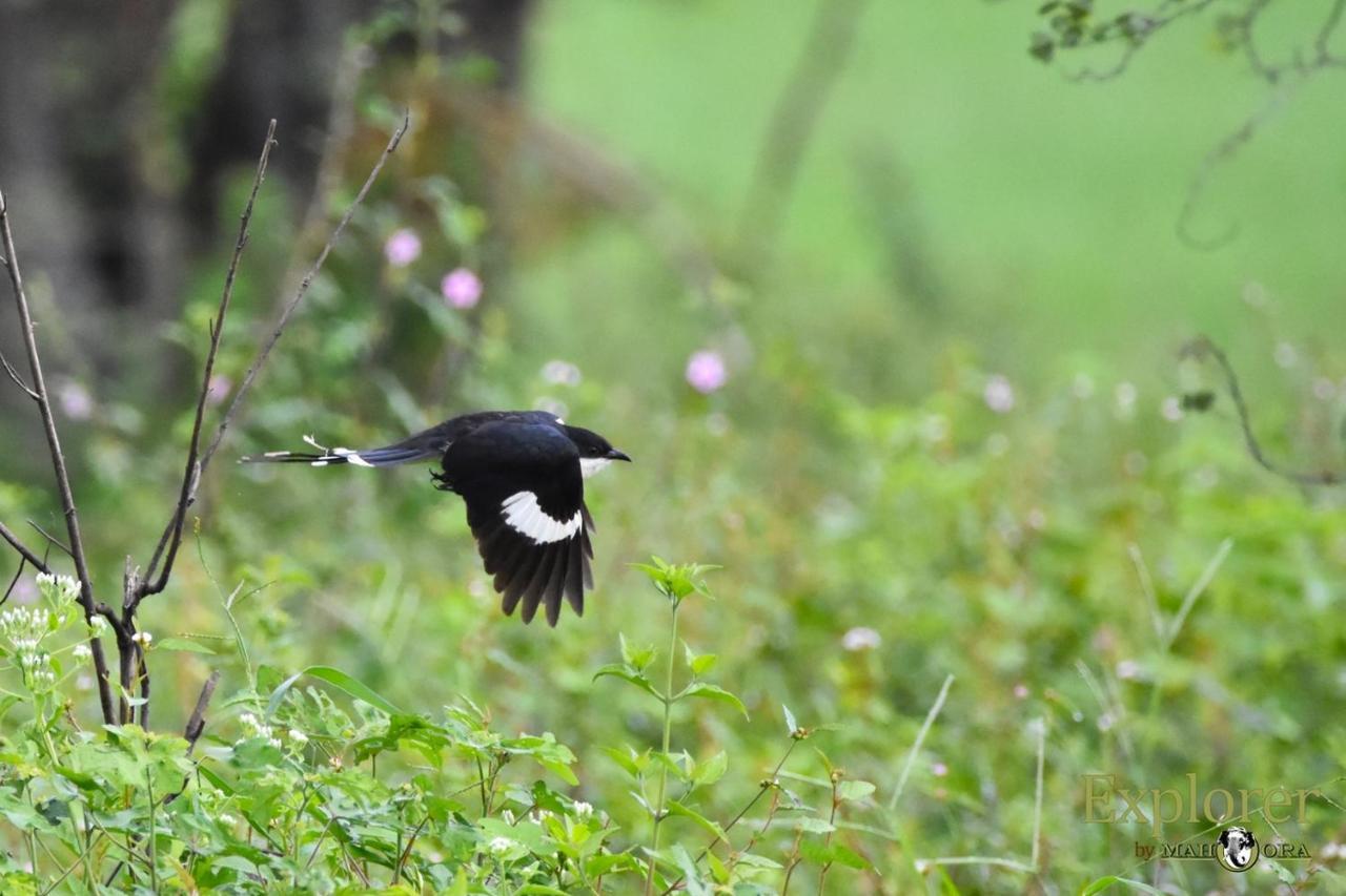 Explorer By Eco Team - Wasgamuwa National Park Esterno foto