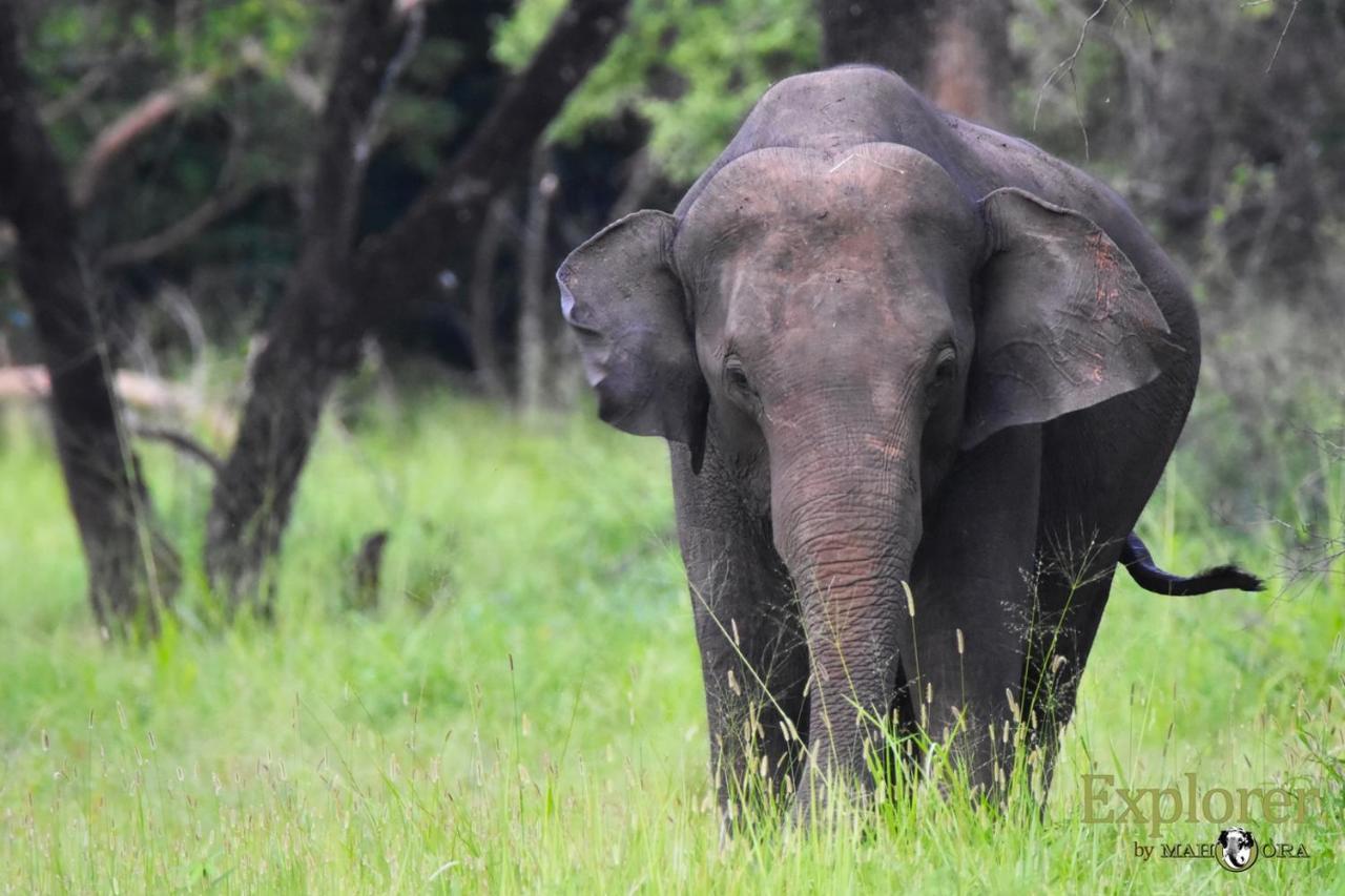 Explorer By Eco Team - Wasgamuwa National Park Esterno foto