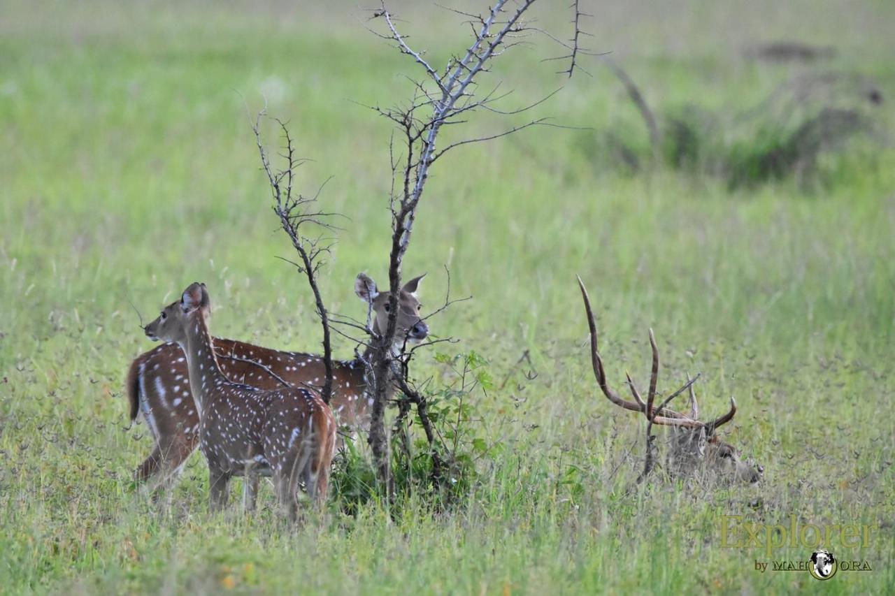 Explorer By Eco Team - Wasgamuwa National Park Esterno foto
