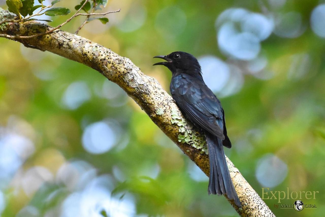 Explorer By Eco Team - Wasgamuwa National Park Esterno foto