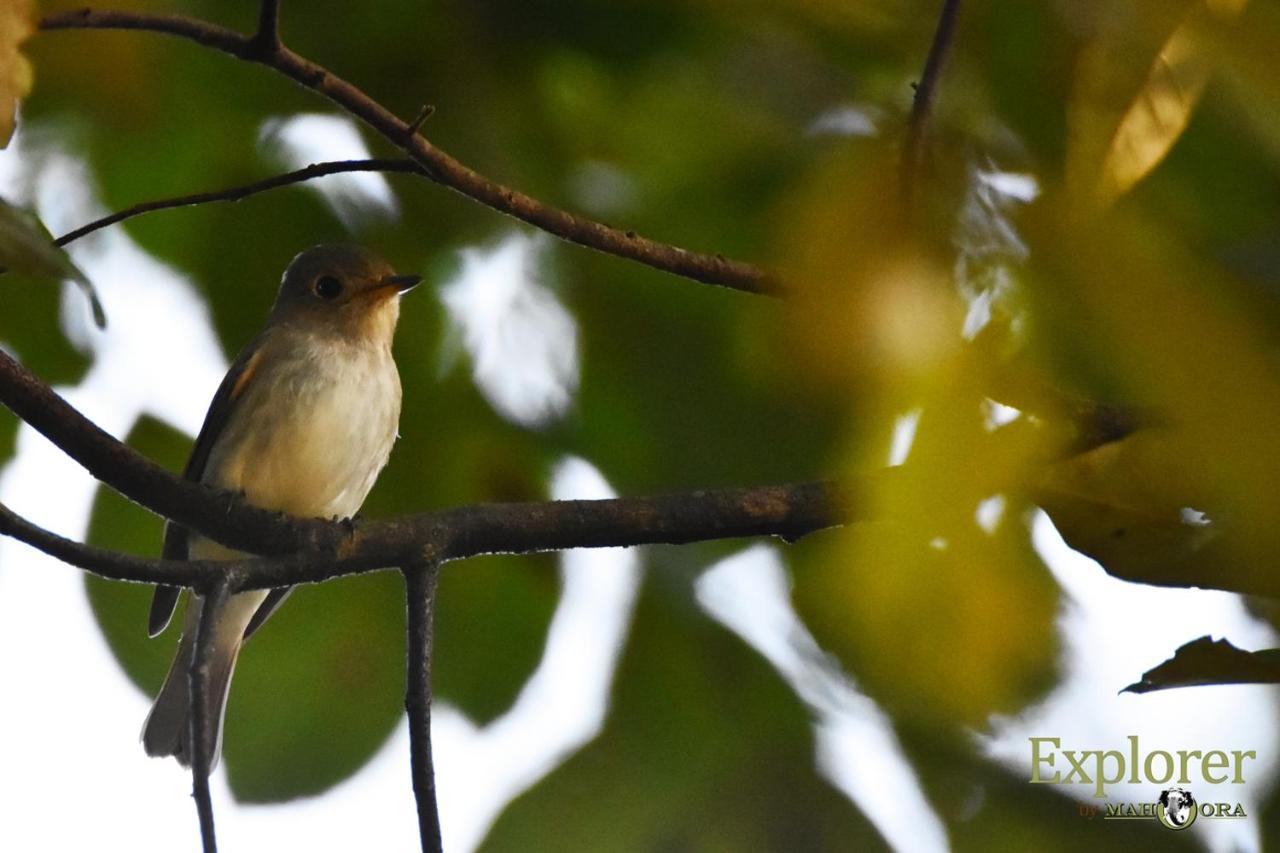 Explorer By Eco Team - Wasgamuwa National Park Esterno foto