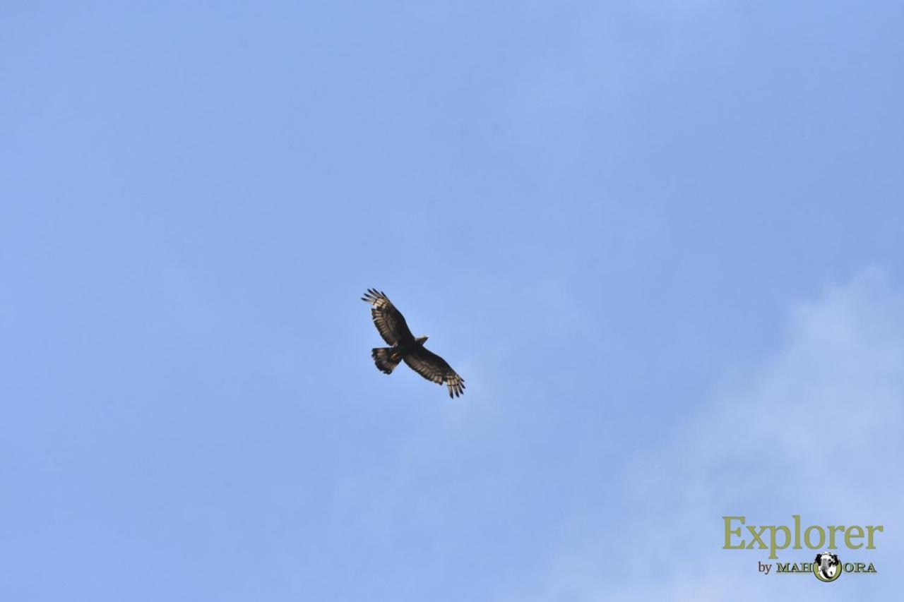 Explorer By Eco Team - Wasgamuwa National Park Esterno foto