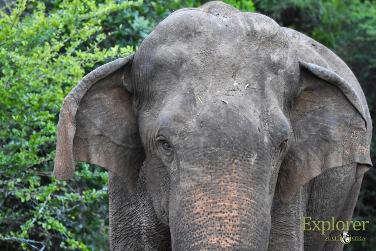 Explorer By Eco Team - Wasgamuwa National Park Esterno foto