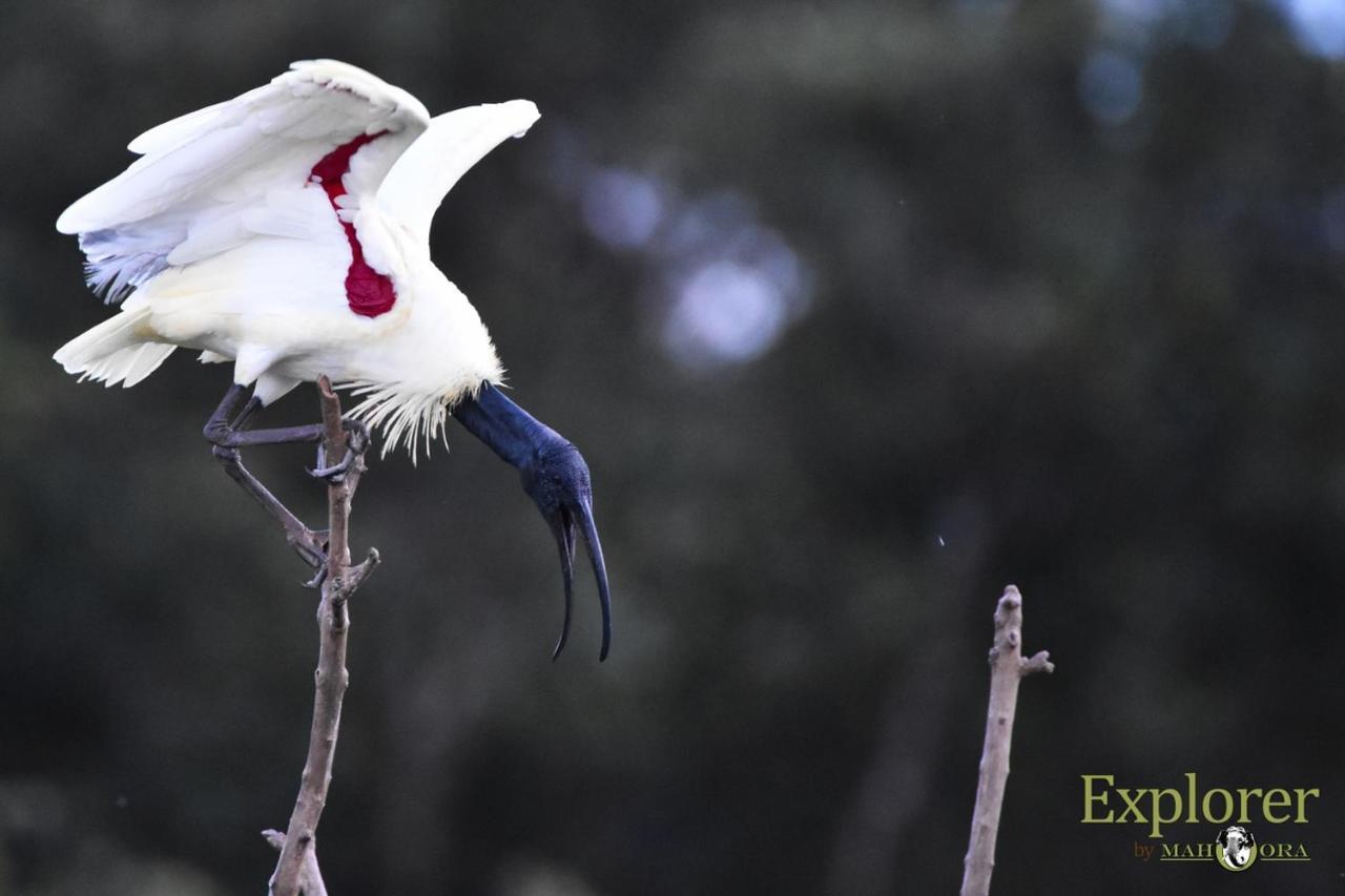 Explorer By Eco Team - Wasgamuwa National Park Esterno foto