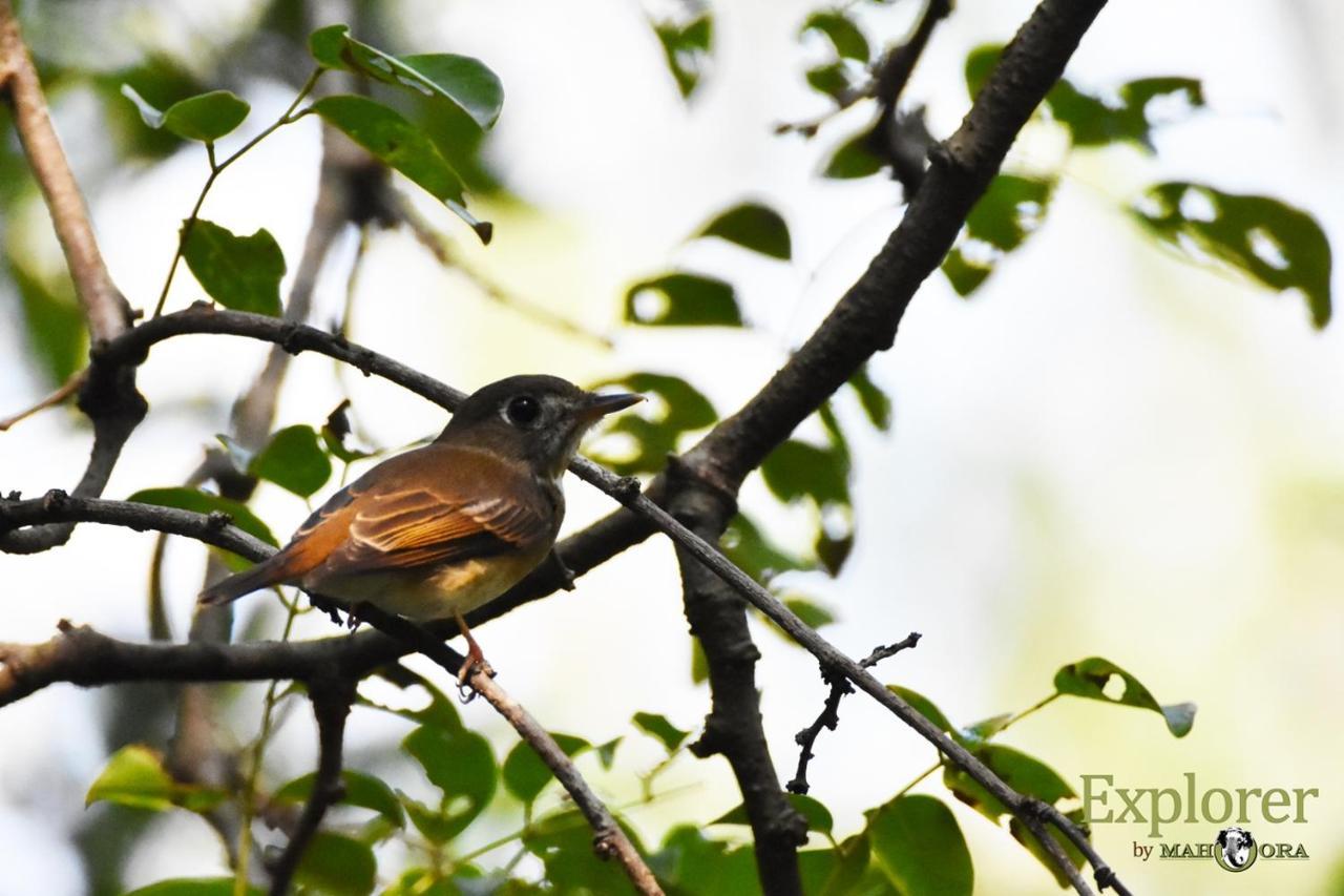 Explorer By Eco Team - Wasgamuwa National Park Esterno foto