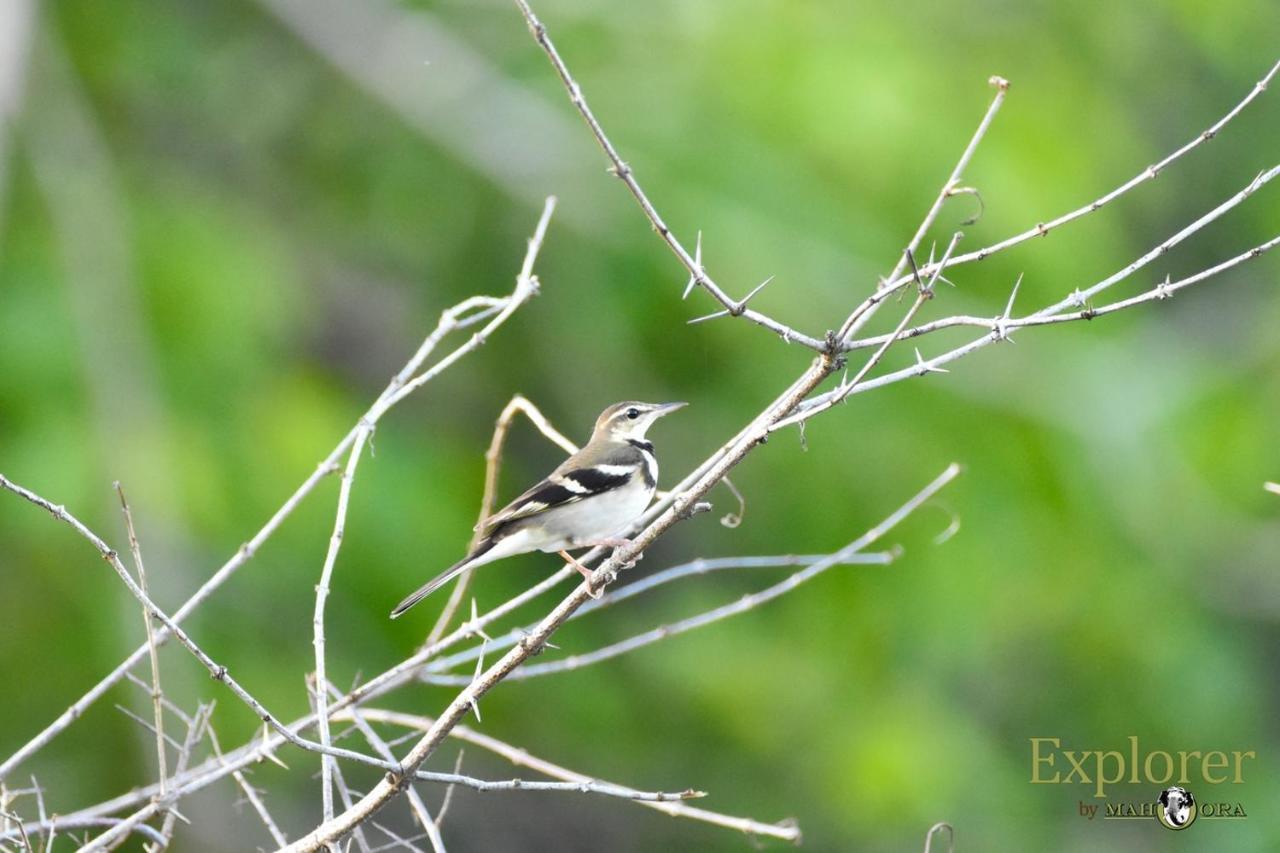 Explorer By Eco Team - Wasgamuwa National Park Esterno foto