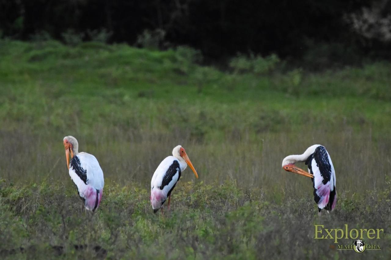 Explorer By Eco Team - Wasgamuwa National Park Esterno foto