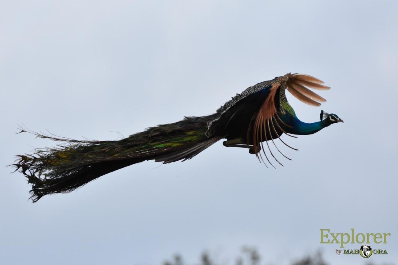 Explorer By Eco Team - Wasgamuwa National Park Esterno foto