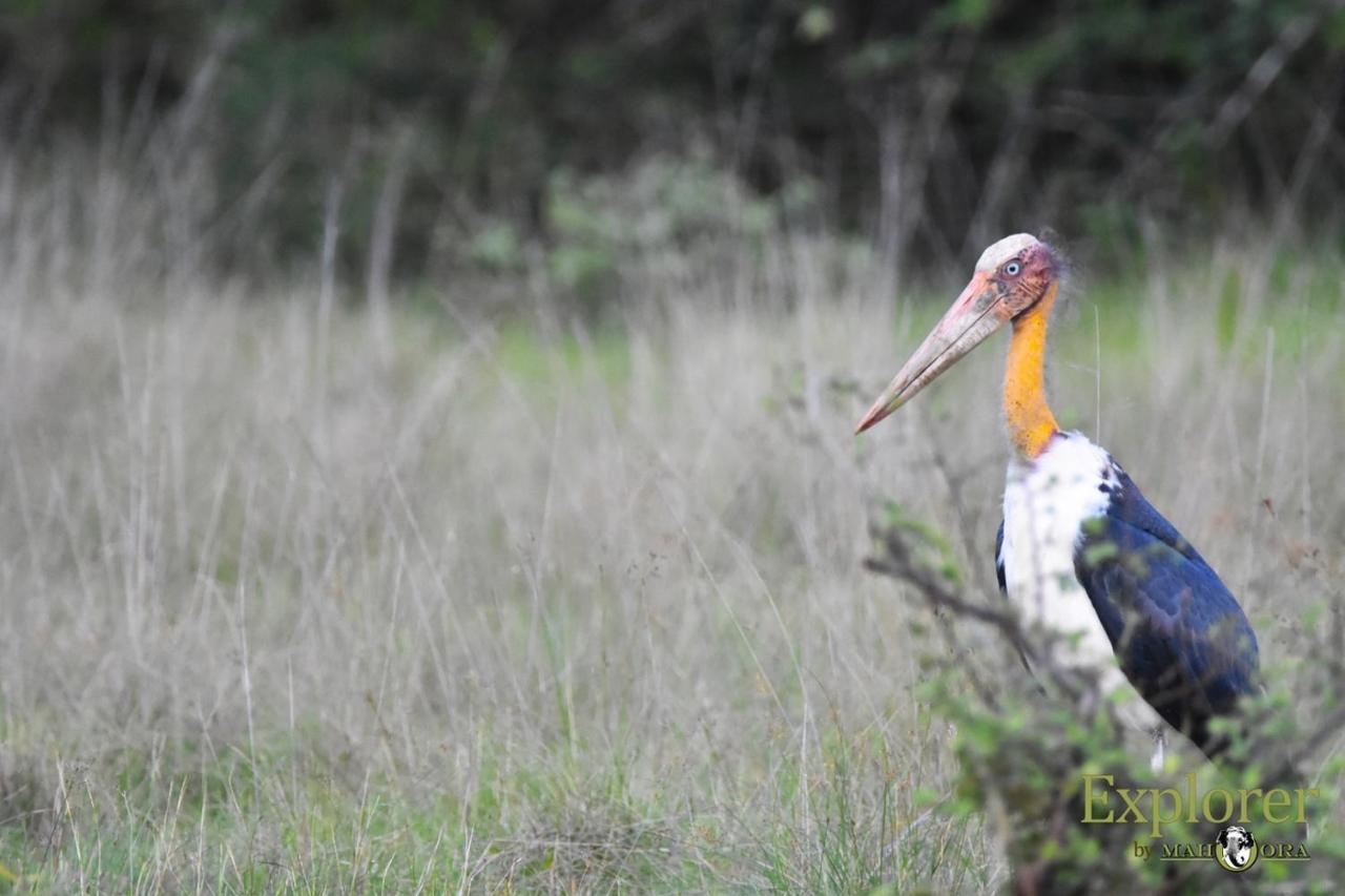 Explorer By Eco Team - Wasgamuwa National Park Esterno foto