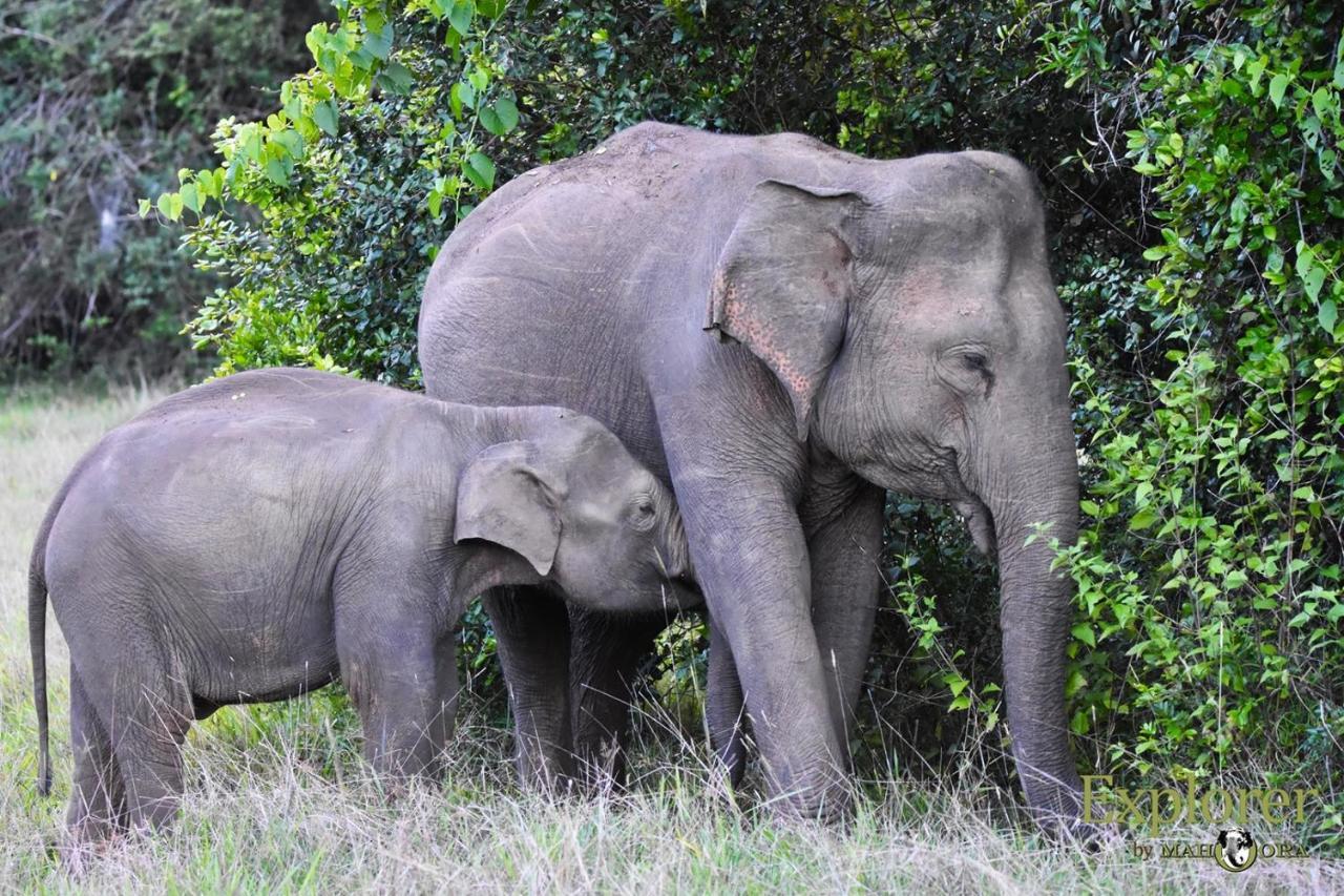 Explorer By Eco Team - Wasgamuwa National Park Esterno foto