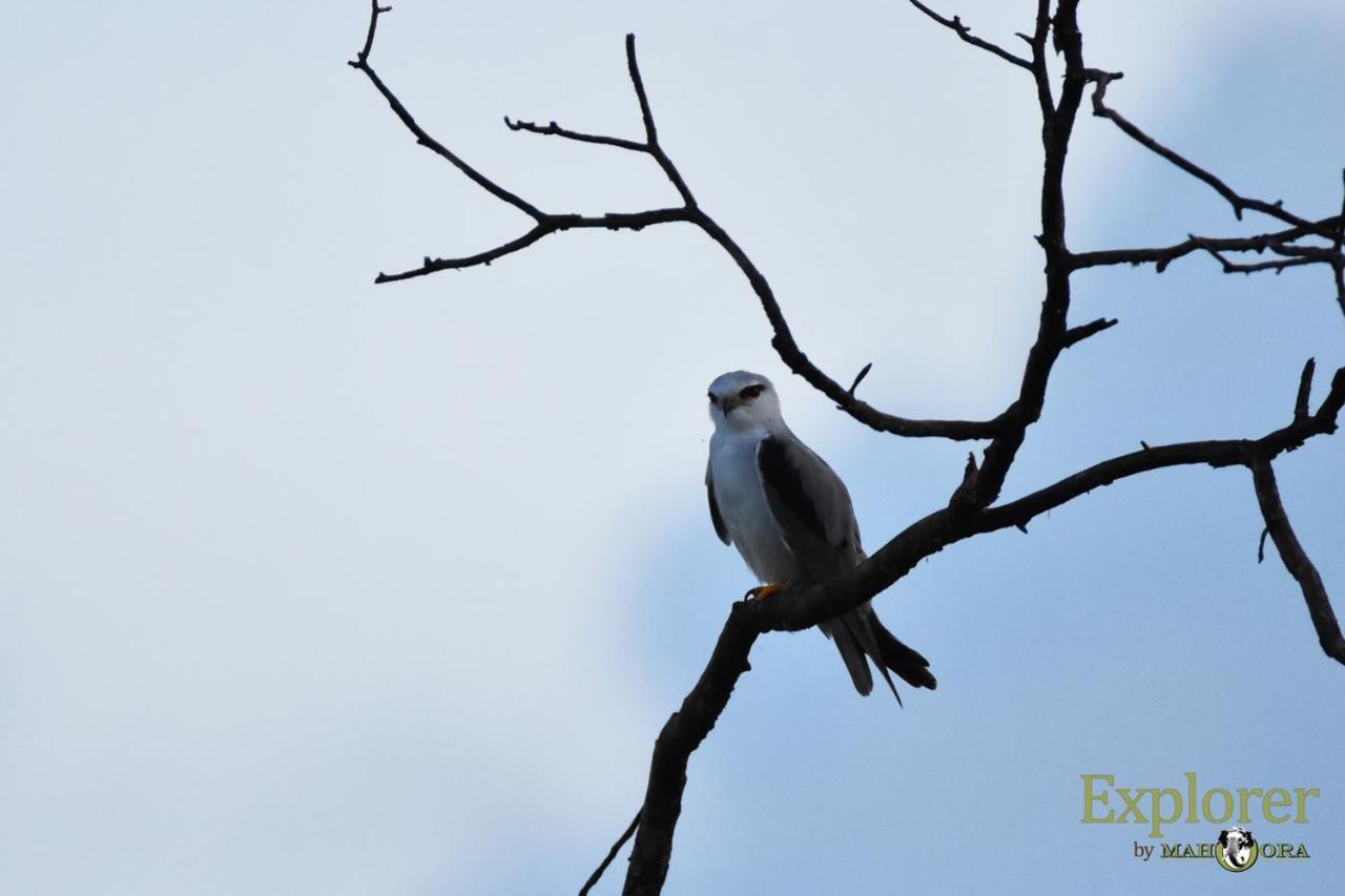 Explorer By Eco Team - Wasgamuwa National Park Esterno foto
