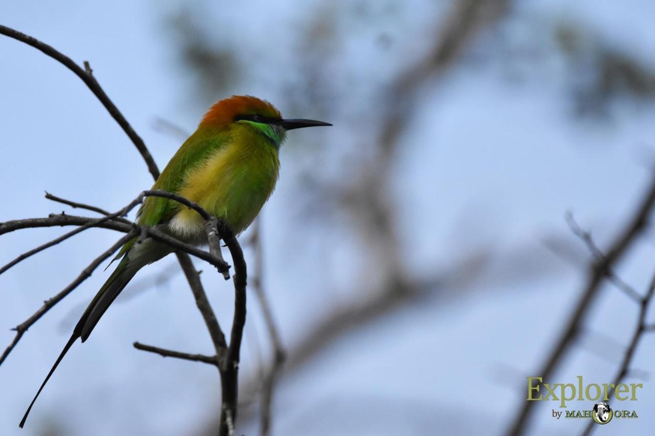 Explorer By Eco Team - Wasgamuwa National Park Esterno foto