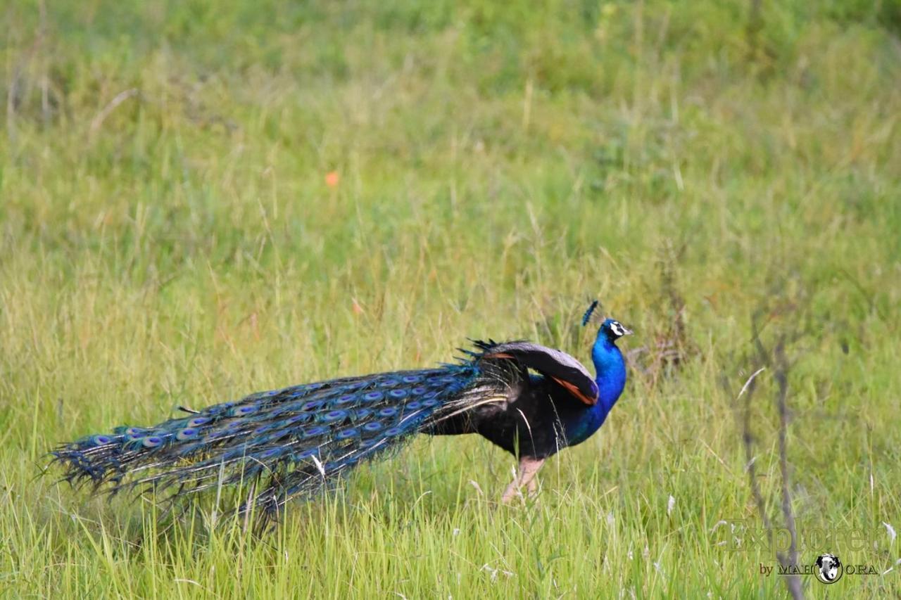 Explorer By Eco Team - Wasgamuwa National Park Esterno foto