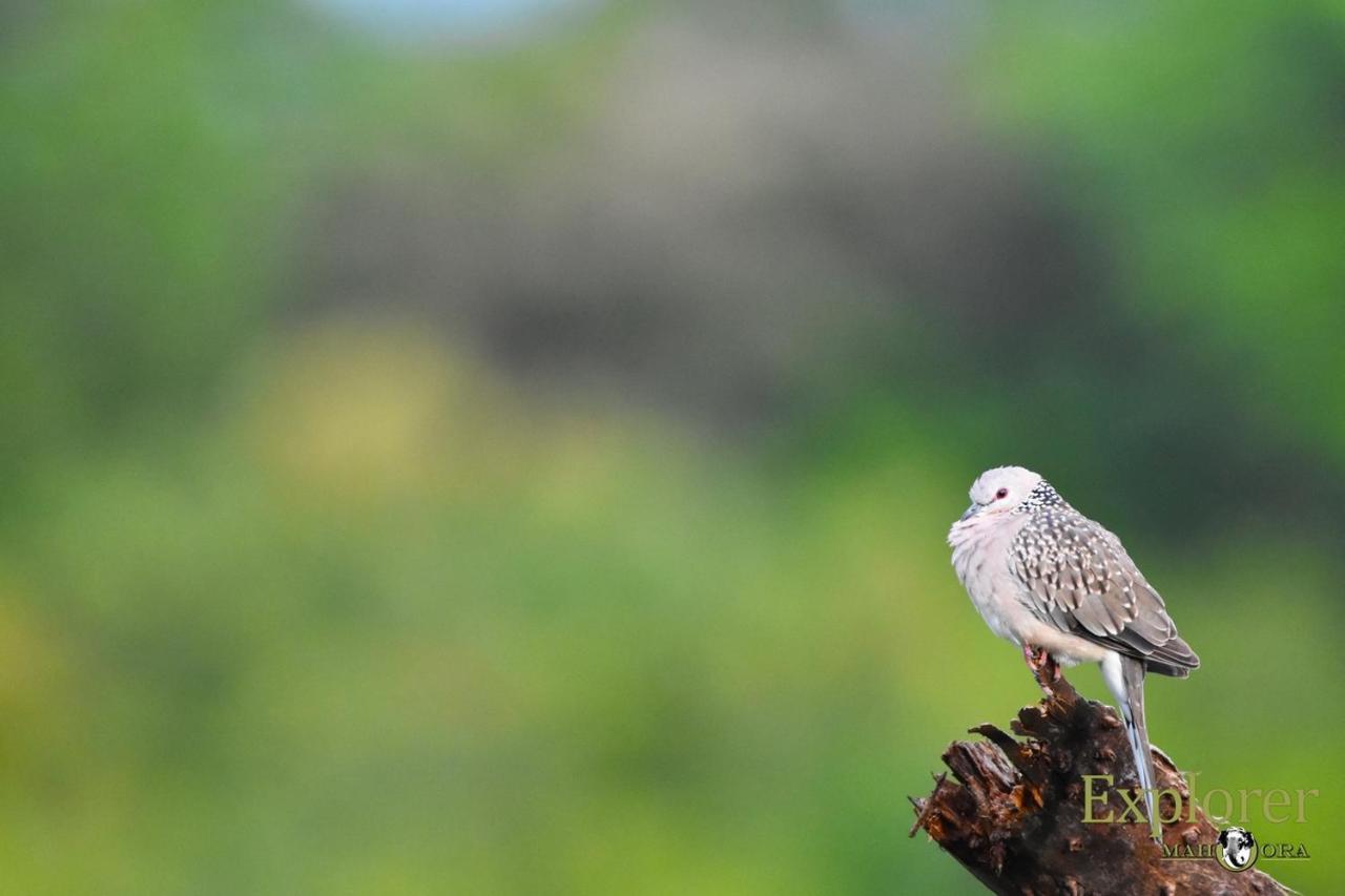 Explorer By Eco Team - Wasgamuwa National Park Esterno foto