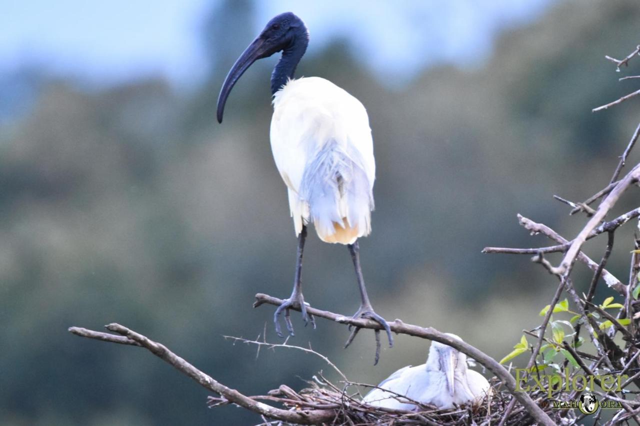 Explorer By Eco Team - Wasgamuwa National Park Esterno foto